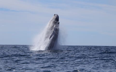 Guía Completa de la Temporada de Avistamiento de Ballenas en Puerto Escondido
