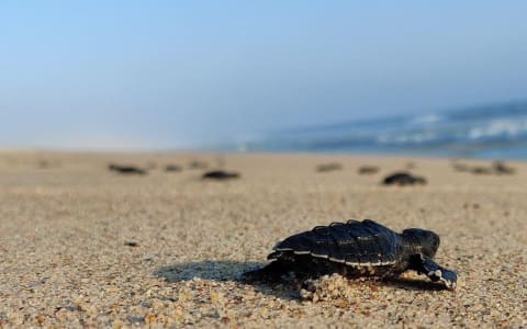 Baby turtle Release on the beach