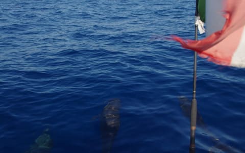 delfines puerto escondido