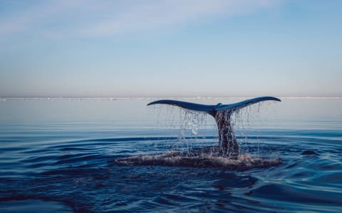 Whale watching tour