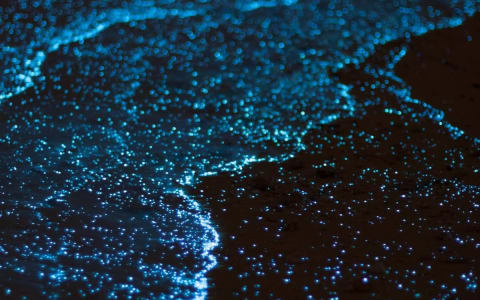 bioluminescencia puerto escondido