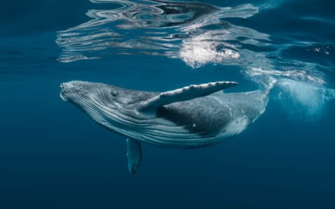When is the best time to see whales in Puerto Escondido?