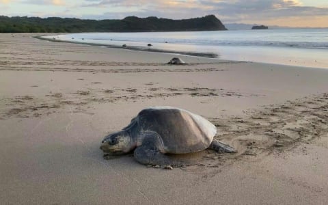 Why do turtles arrive at Puerto Escondido?