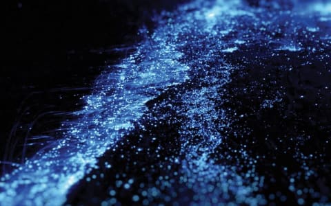 What is bioluminescence ?