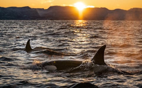 Are there Killer whales in Puerto Escondido?