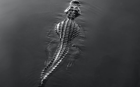 crocodile watching puerto escondido