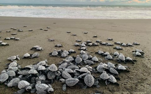 baby turtles on the beach