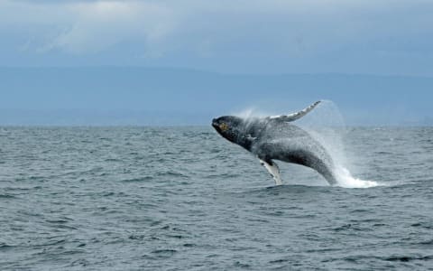whale jumping puerto escondido