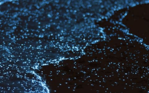 bioluminescence