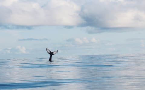 whale watching puerto escondido