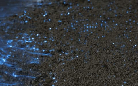 bioluminescence