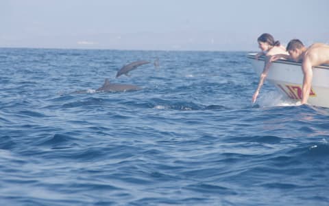 8 Must-Have Items for Your Dolphin Watching Trip in Puerto Escondido
