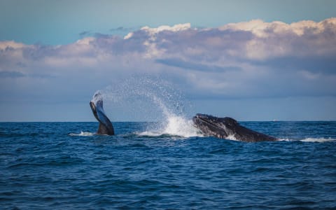 whale watching puerto escondido