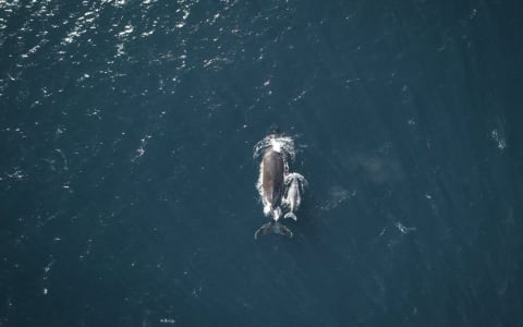 whale watching puerto escondido