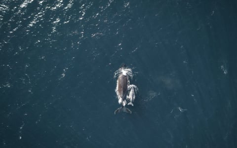 humpback whale puerto escondido