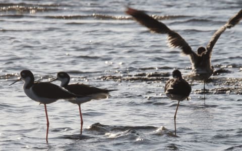 bird watching puerto escondido