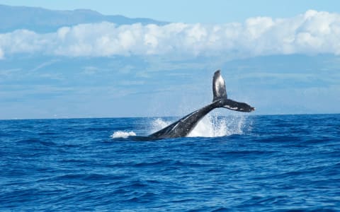 My Personal Experience on a Whale Watching Tour in Puerto Escondido