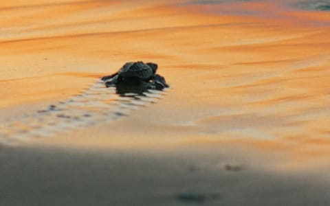 Behind the Scenes of a Turtle Release Tour: A Day in Puerto Escondido