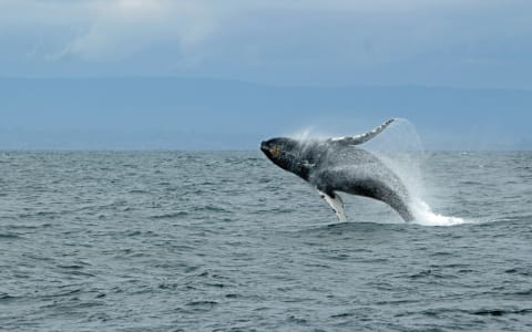 puerto escondido whales