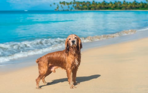 Puerto Escondido Pet-Friendly Guide: Traveling with Your Dog