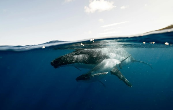Snorkeling