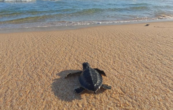 Liberación de Tortugas Marinas