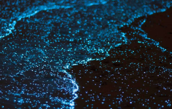 Tour Nocturno de Bioluminiscencia