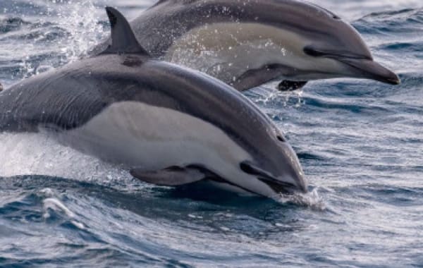 Avistamiento de Delfines Salvajes