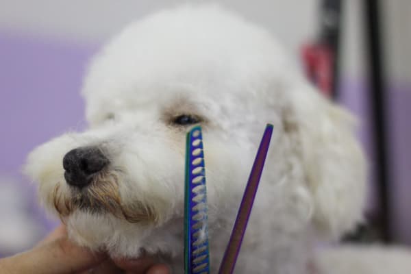 Accesorios + Estética Canina Herrada´s Pets