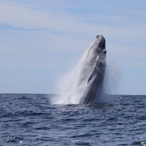 Ballena jorobada saltando frente a Puerto Escondido