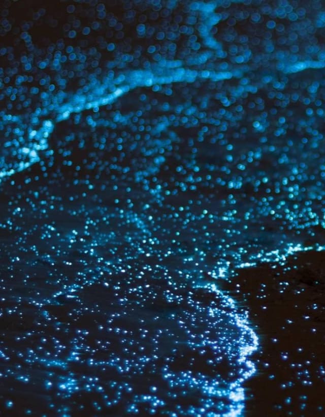 Lueur bleue bioluminescente à la surface de la lagune