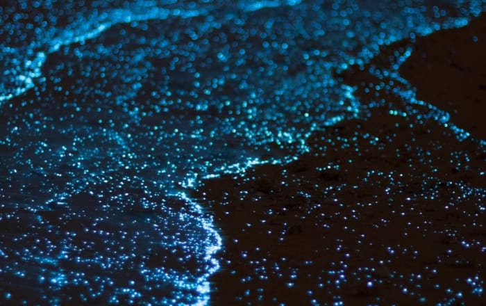 Plancton lumineux illuminant la surface de la lagune de Manialtepec