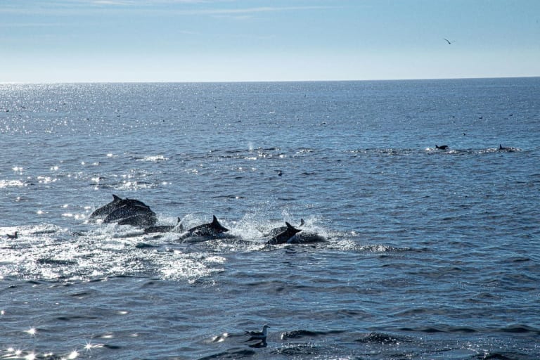 Avistamiento de Ballenas 10