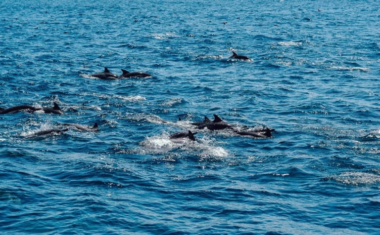 Avistamiento de Ballenas 6