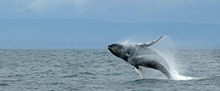Avistamiento de Ballenas 11