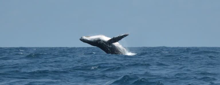 Avistamiento de Ballenas 12