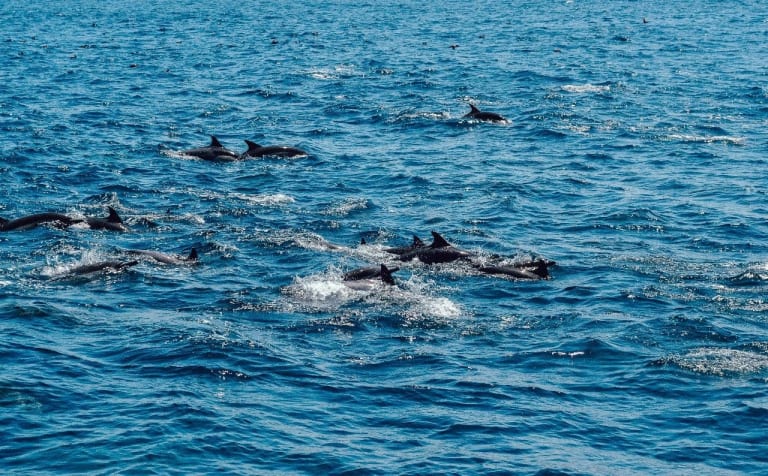 dolphins 4