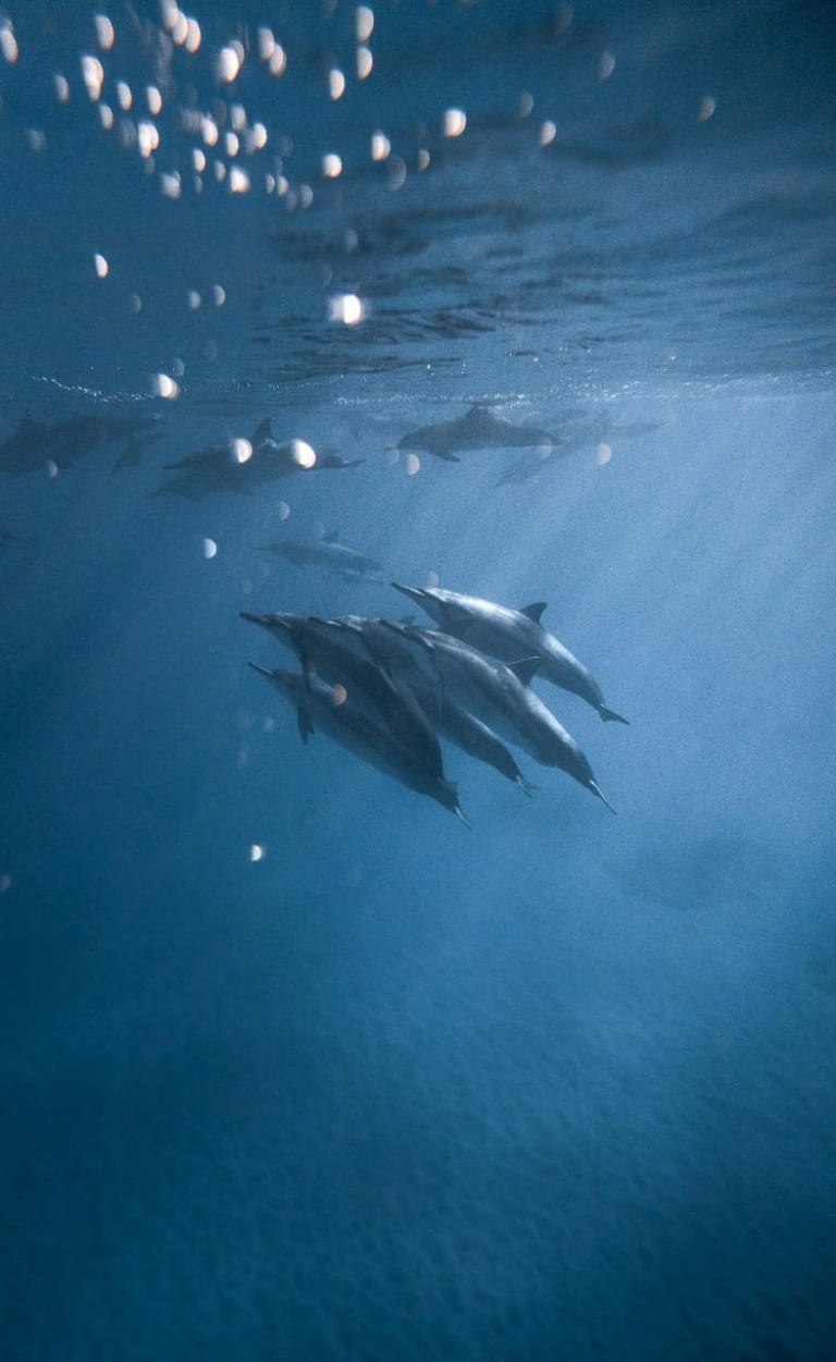 dolphins watching tour bahia principal puerto escondido