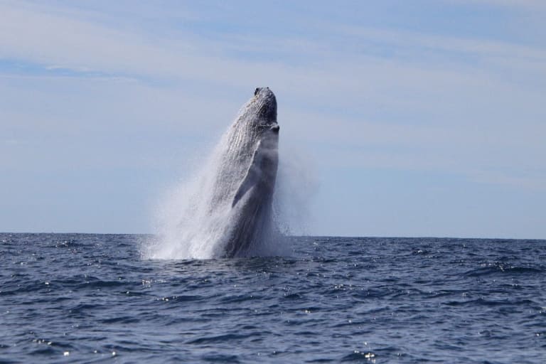 Whale watching 5