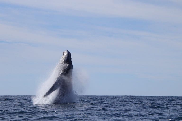 Whale watching 12