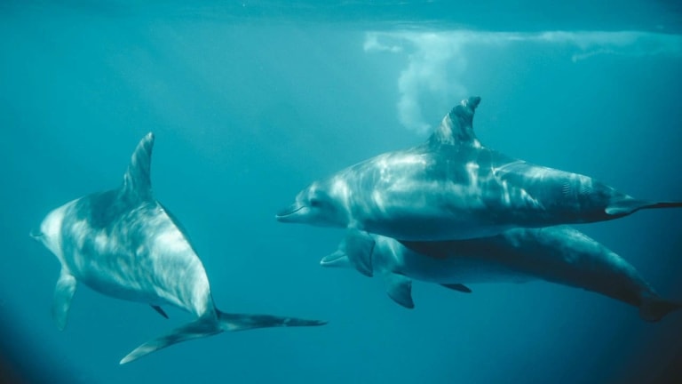 dolphins 2