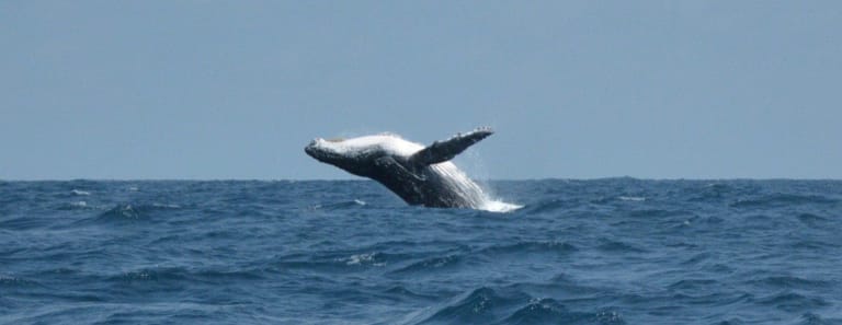 Whale jumping Puerto Escondido