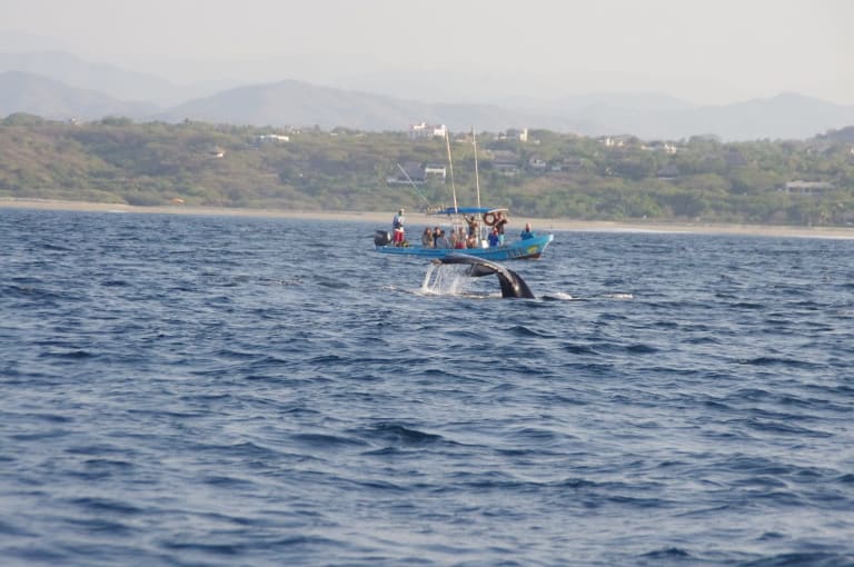 Avistamiento de Delfines 4
