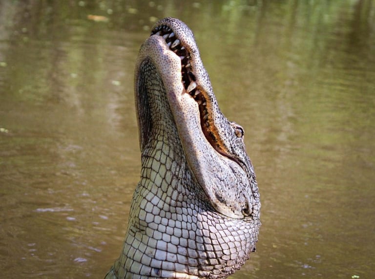 crocodile mouth