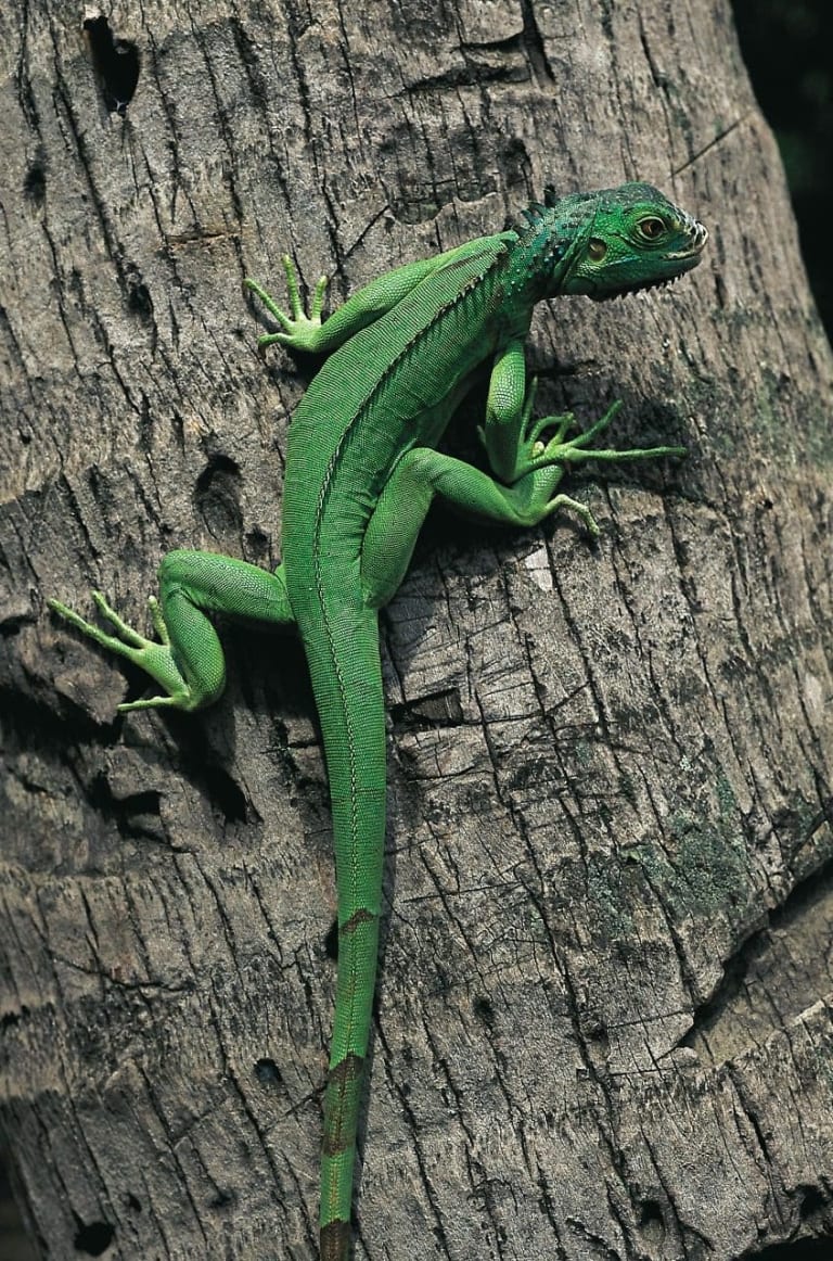 young iguana