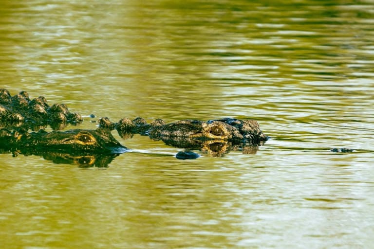swimming crocodiles
