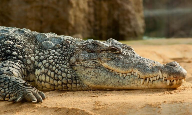 Chilling crocodile