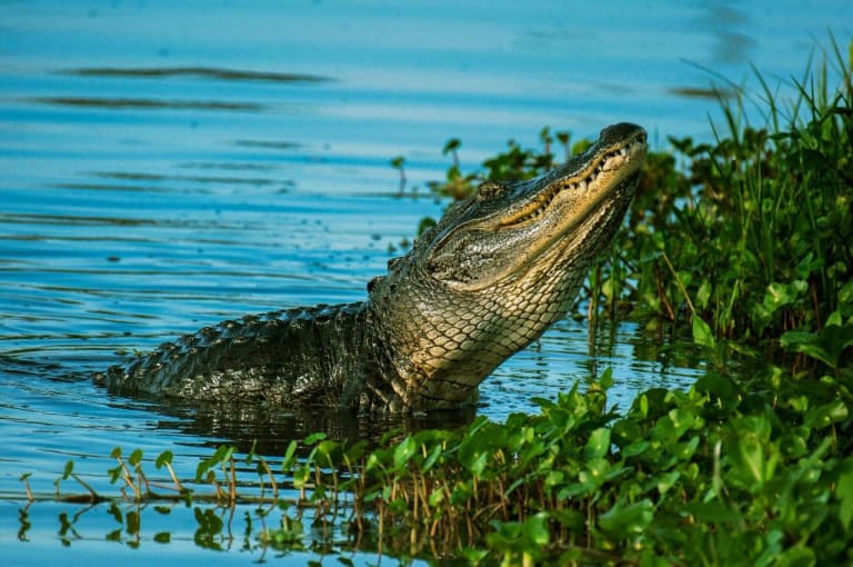 young crocodile eating