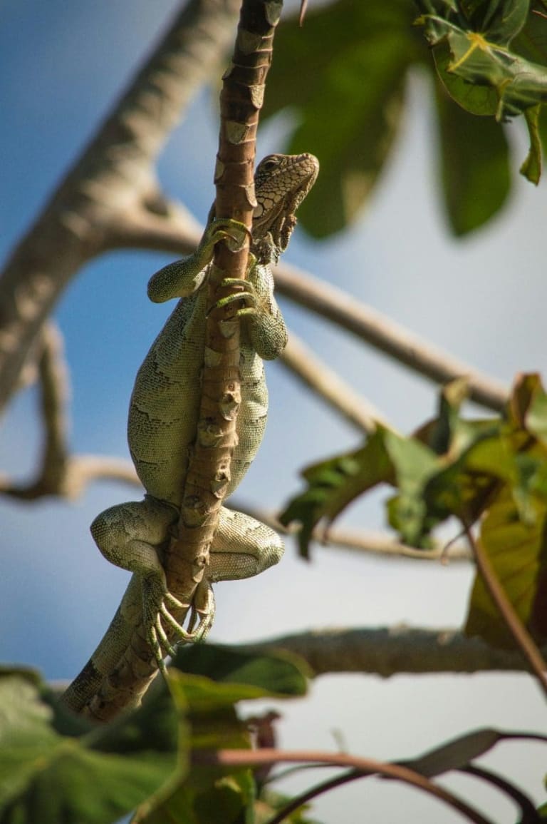 tree iguana