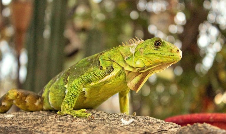 female iguana